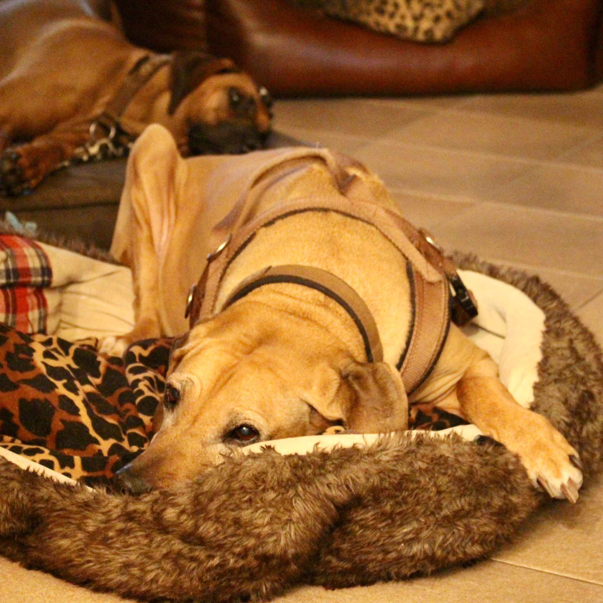 Beschreibung des Bildes