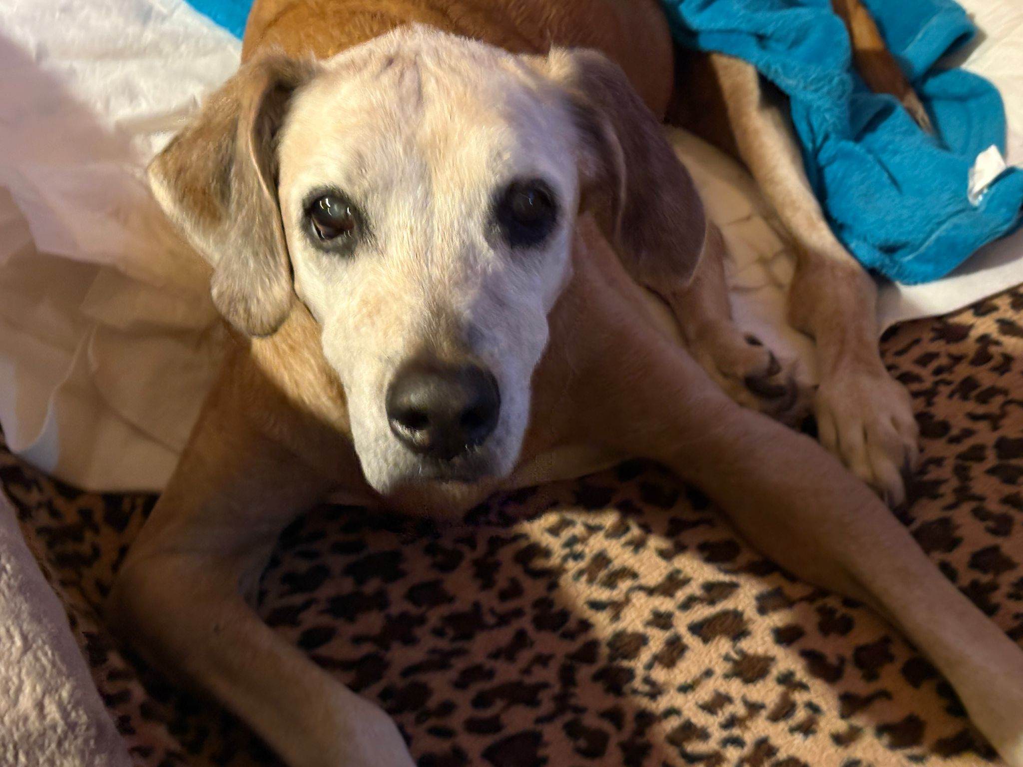 Beschreibung des Bildes